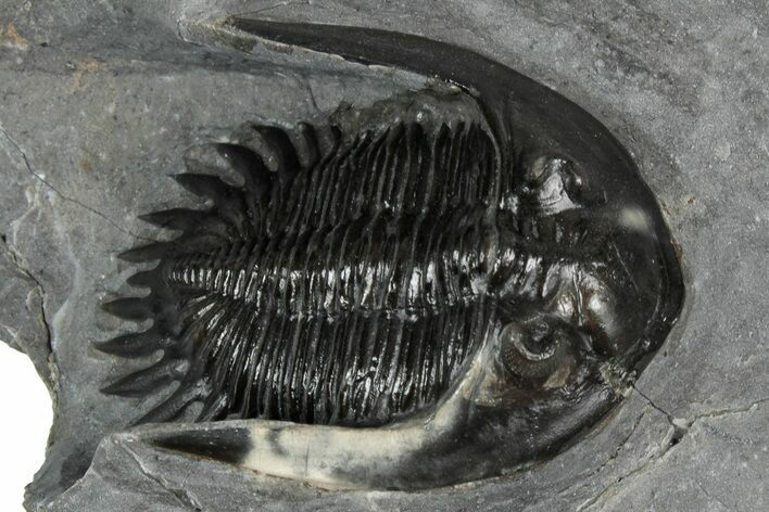 Mrakibina Trilobite - Mrakib, Morocco #352629